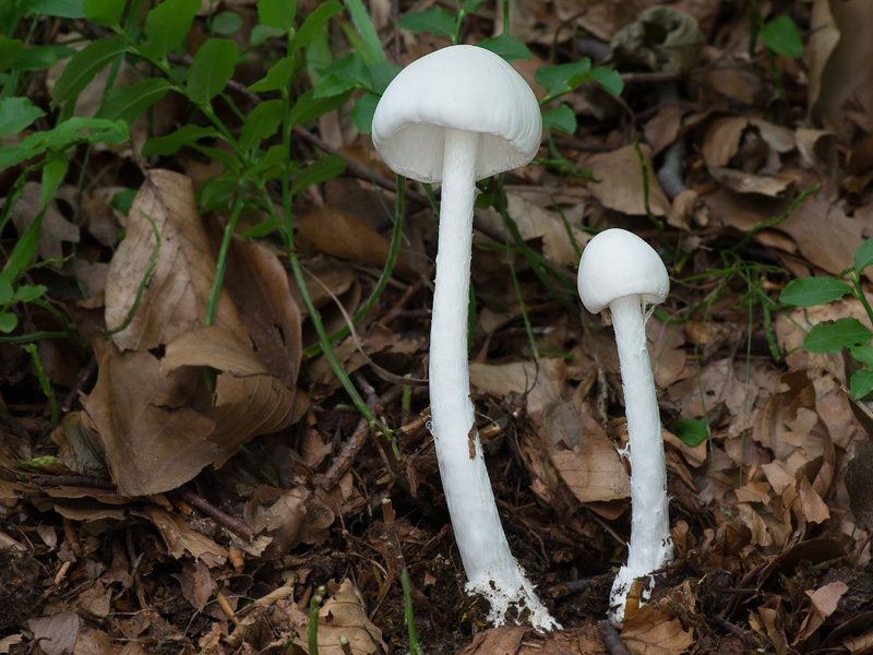 Amanita virosa